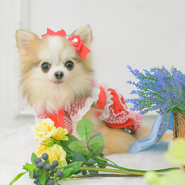 LB-1003 CanNanaミニ姫リボン【2026春小売りアクセサリー】【3月入荷予定】