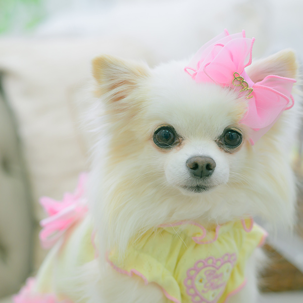 LB－1002 CanNanaロゴ＆ハートリボン【2026春小売りアクセサリー】【3月入荷予定】