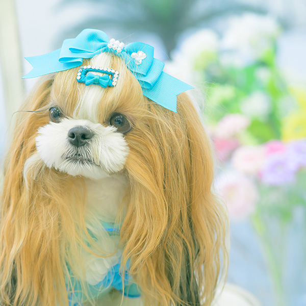 AC-015 ストーン付きコーム型 パッチン(1個入り)【2026春小売りアクセサリー】