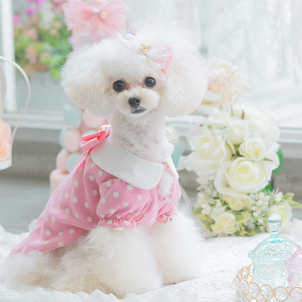 犬服の通販ショップ『きゃんナナ』– 卸会員専用サイト / LB-278