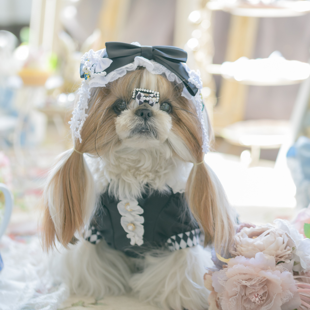 犬服の通販ショップ『きゃんナナ』– 卸会員専用サイト / HD-012