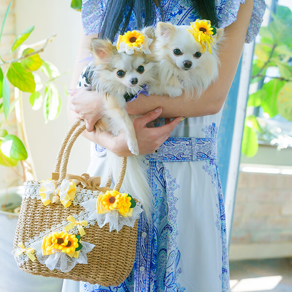 犬服の通販ショップ『きゃんナナ』– 卸会員専用サイト / 【撮影